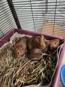 Rescue Guinea Pig Guinea Pigs for Adoption in Boston, Massachusetts - SUKI | PetCurious